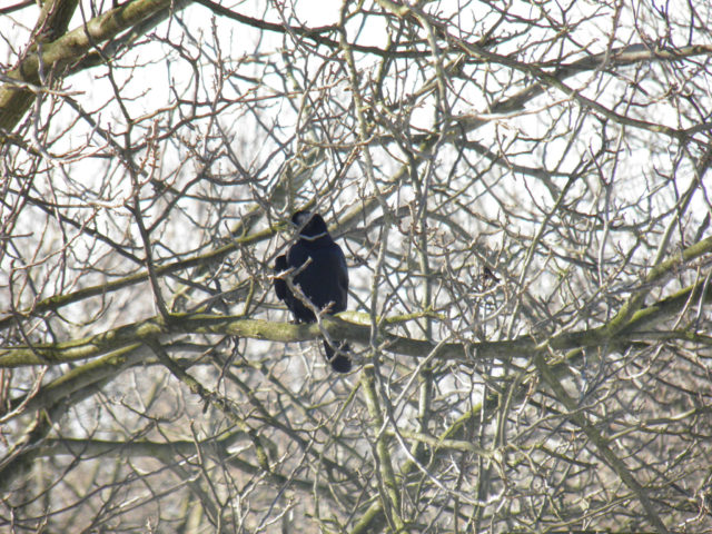 12385663304_b3c5c54ddc_z