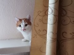Rudy - kot filozoficzny