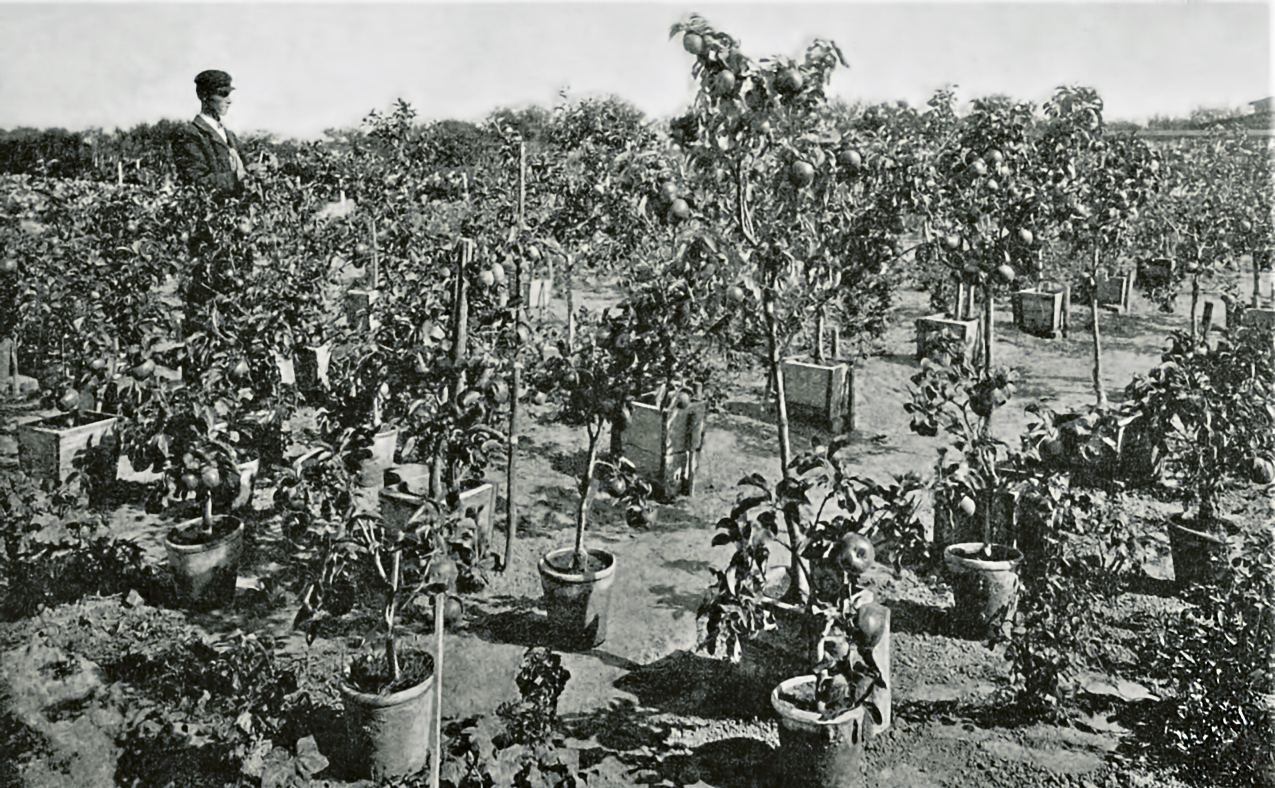 Zakład Ogrodniczy C.Ulricha - hodowla drzew owocowych