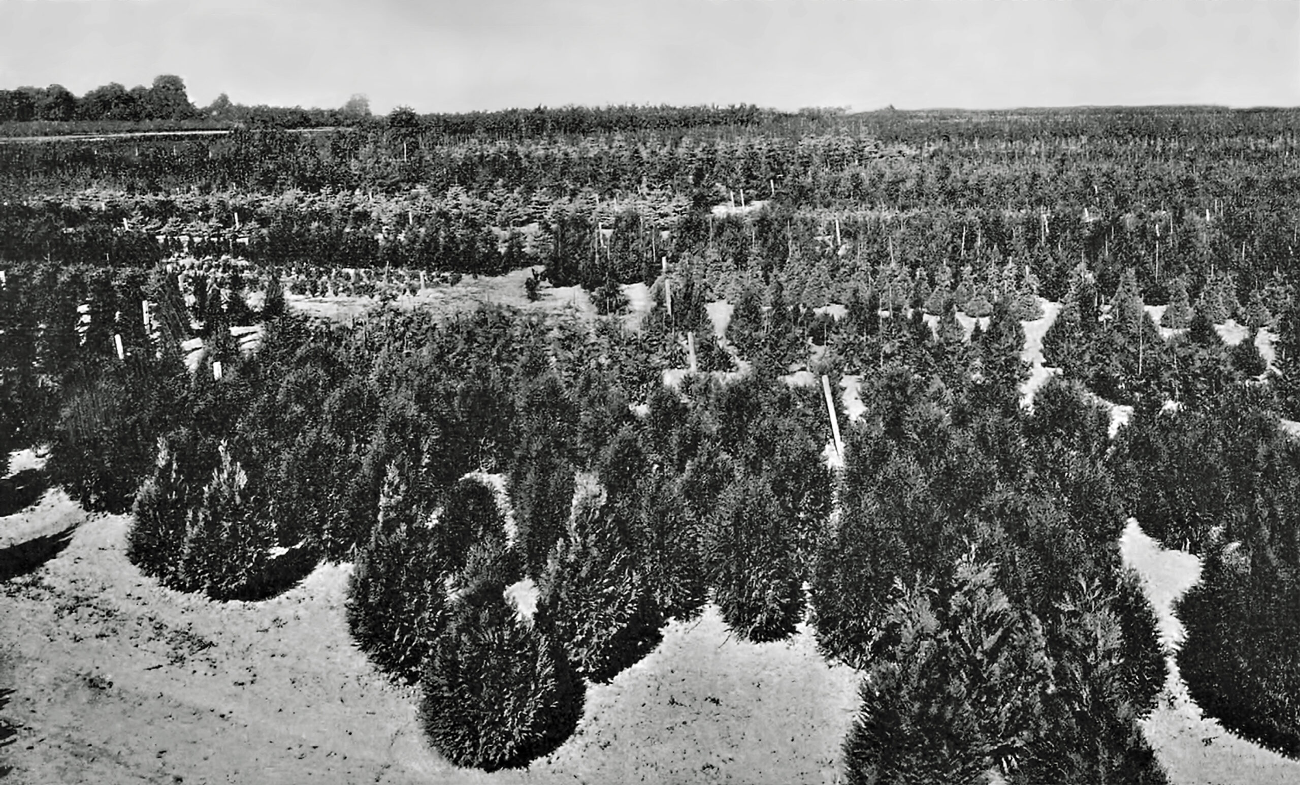 Zakład Ogrodniczy C.Ulricha - plantacja drzewek ozdobnych