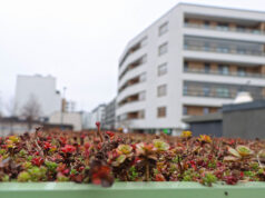 Pętla autobusowa Ostroroga - rozchodnik. Fot. ZTM