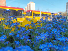 Wiosenne kwiaty na pętli Wiatraczna Fot. Zarząd Oczyszczania Miasta