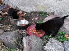 Bezdomne koty Fot. przegladkoninski.pl