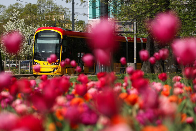 Tramwaj w tulipanach Fot. S. Pulcyn UM Warszawa